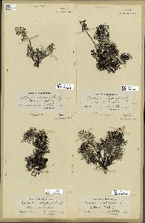 spécimen de Cystoseira abrotanifolia