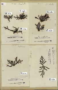 spécimen de Cystoseira abrotanifolia