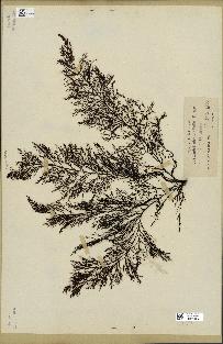 spécimen de Cystoseira abrotanifolia
