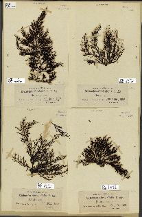 spécimen de Cystoseira abrotanifolia