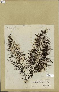 spécimen de Cystoseira abrotanifolia