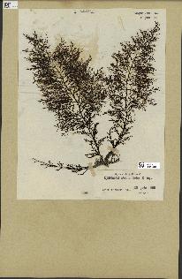 spécimen de Cystoseira abrotanifolia