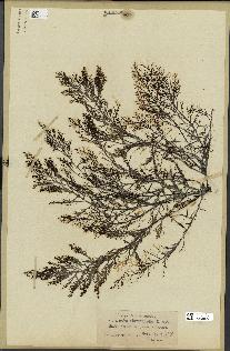 spécimen de Cystoseira abrotanifolia