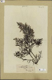 spécimen de Cystoseira abrotanifolia
