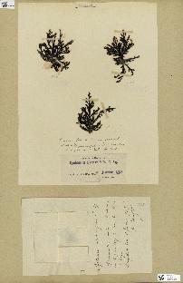 spécimen de Cystoseira abrotanifolia