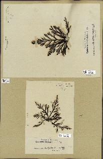 spécimen de Cystoseira abrotanifolia