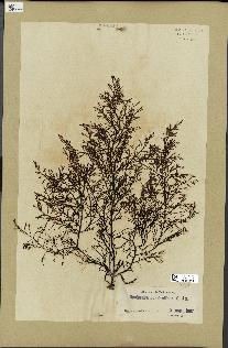 spécimen de Cystoseira abrotanifolia