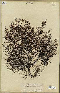 spécimen de Cystoseira abrotanifolia