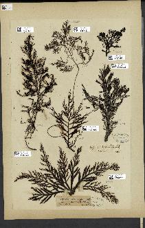 spécimen de Cystoseira abrotanifolia