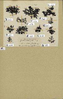 spécimen de Cystoseira abrotanifolia