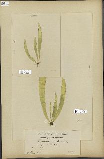 spécimen de Laminaria saccharina