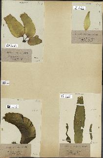 spécimen de Laminaria saccharina