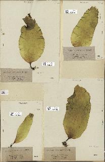 spécimen de Laminaria saccharina