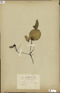 spécimen de Laminaria rodriguezii