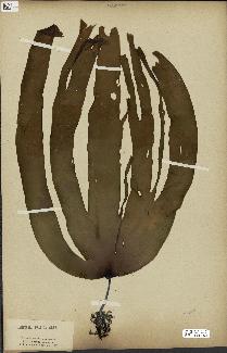 spécimen de Laminaria pallida
