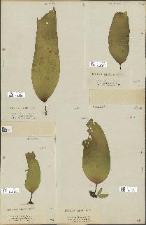 spécimen de Laminaria pallida