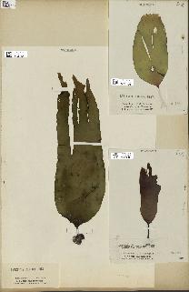 spécimen de Laminaria pallida