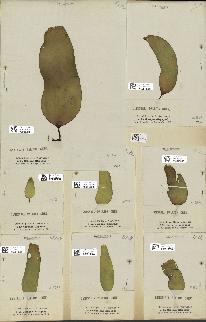 spécimen de Laminaria pallida