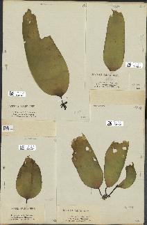spécimen de Laminaria pallida