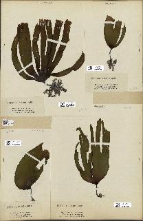 spécimen de Laminaria pallida