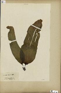 spécimen de Laminaria pallida