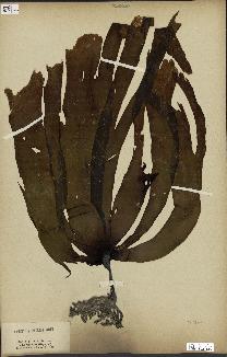 spécimen de Laminaria pallida