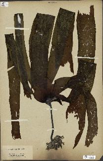 spécimen de Laminaria pallida