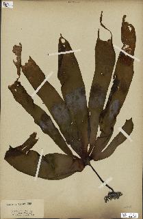 spécimen de Laminaria pallida