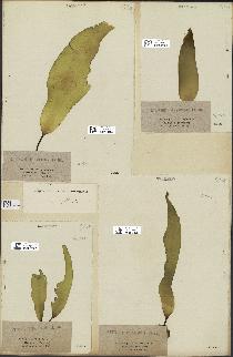 spécimen de Laminaria flexicaulis