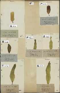 spécimen de Laminaria flexicaulis