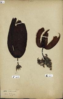 spécimen de Laminaria flexicaulis