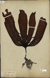 spécimen de Laminaria flexicaulis