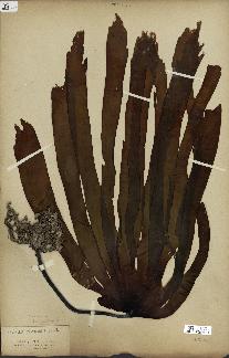 spécimen de Laminaria flexicaulis