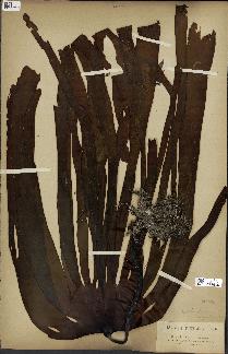 spécimen de Laminaria flexicaulis