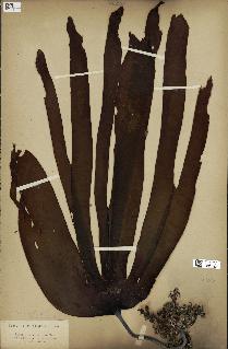 spécimen de Laminaria flexicaulis