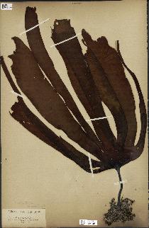 spécimen de Laminaria flexicaulis