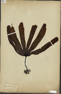 spécimen de Laminaria flexicaulis