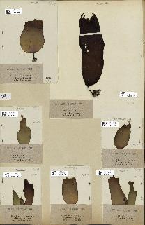 spécimen de Laminaria cloustonii