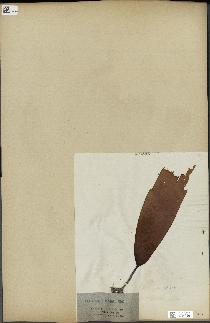spécimen de Laminaria cloustonii
