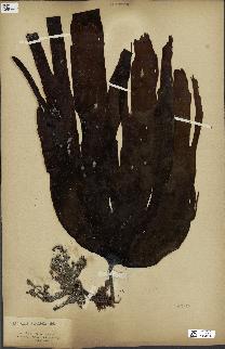 spécimen de Laminaria cloustonii