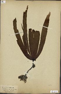 spécimen de Laminaria cloustonii