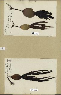 spécimen de Laminaria cloustonii