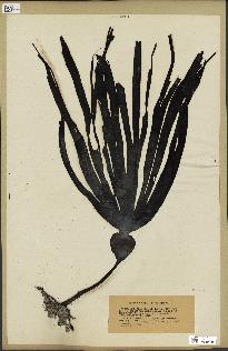 spécimen de Laminaria cloustonii
