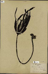 spécimen de Laminaria cloustonii
