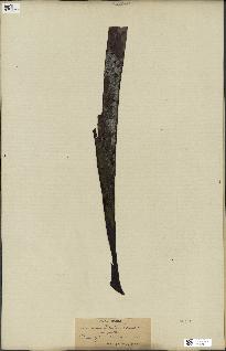 spécimen de Laminaria cloustonii