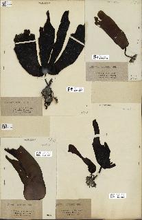 spécimen de Laminaria cloustonii