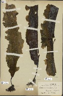 spécimen de Laminaria cuneifolia