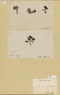 spécimen de Chondria acanthophora