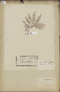 spécimen de Chondria dasyphylla