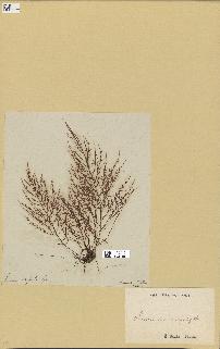 spécimen de Laurencia dasyphylla